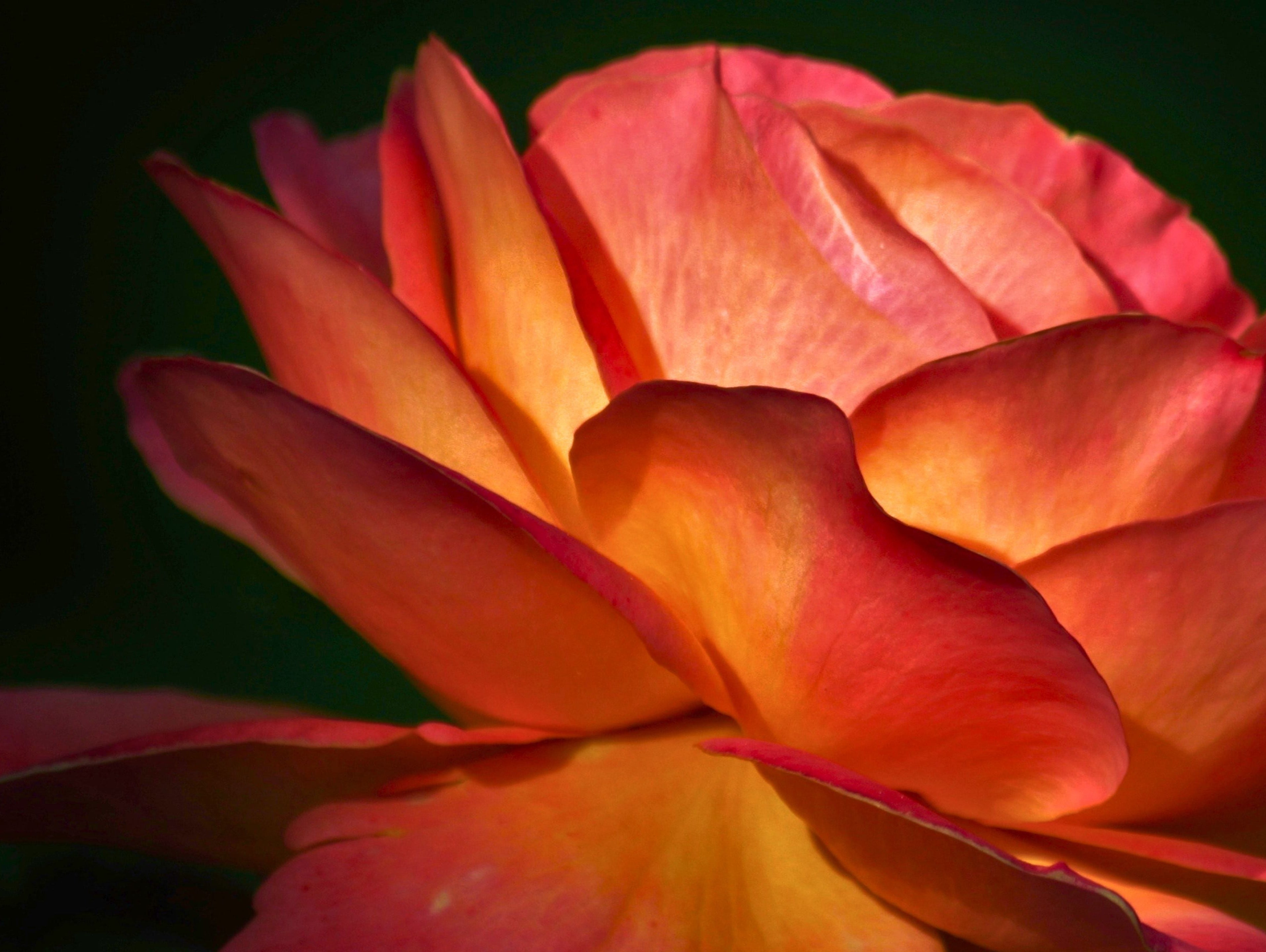 Rosehip Seed Oil for Skin: Inside the Luxury Face Oil