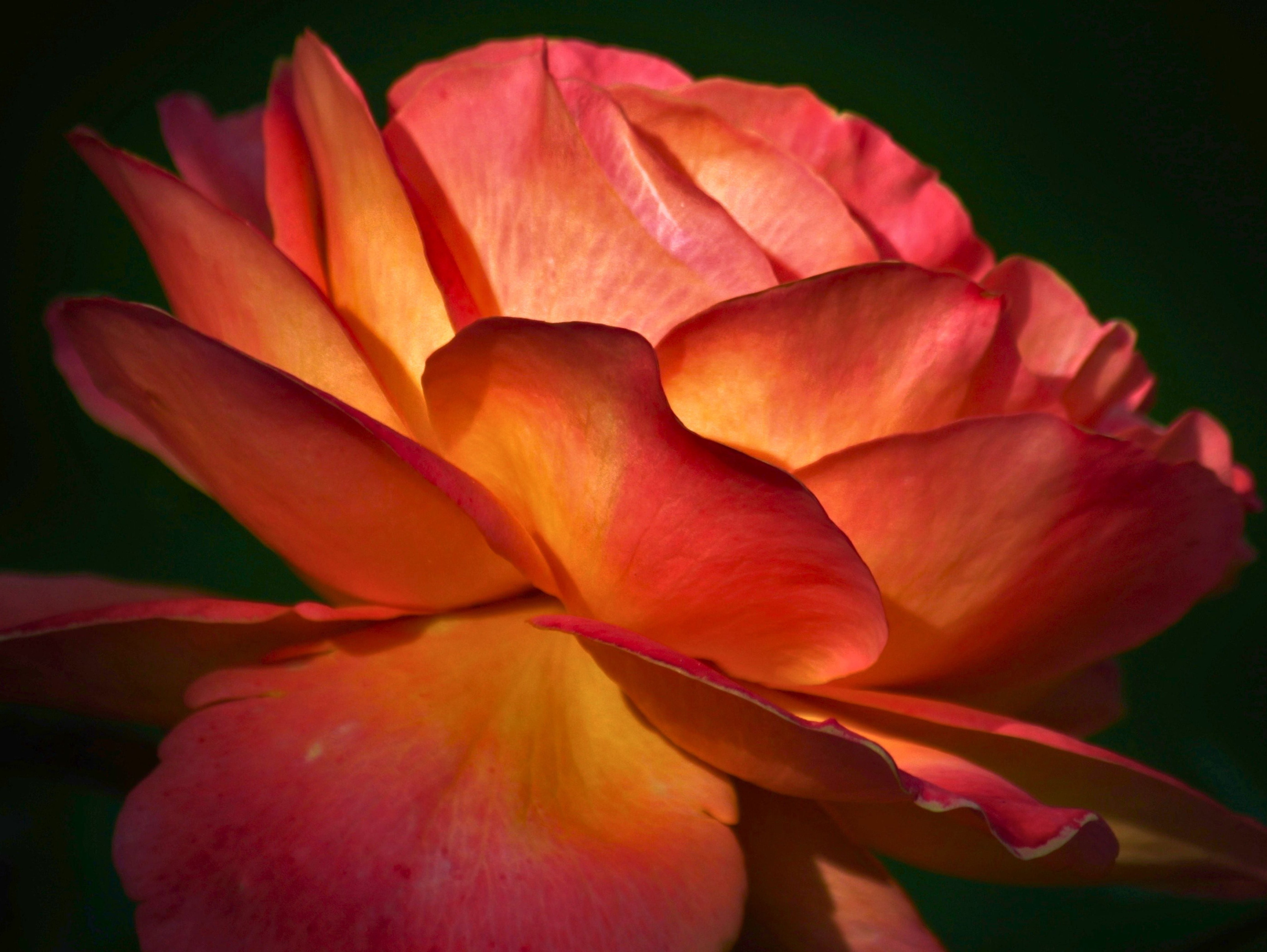 Rosehip Seed Oil for Skin: Inside the Luxury Face Oil