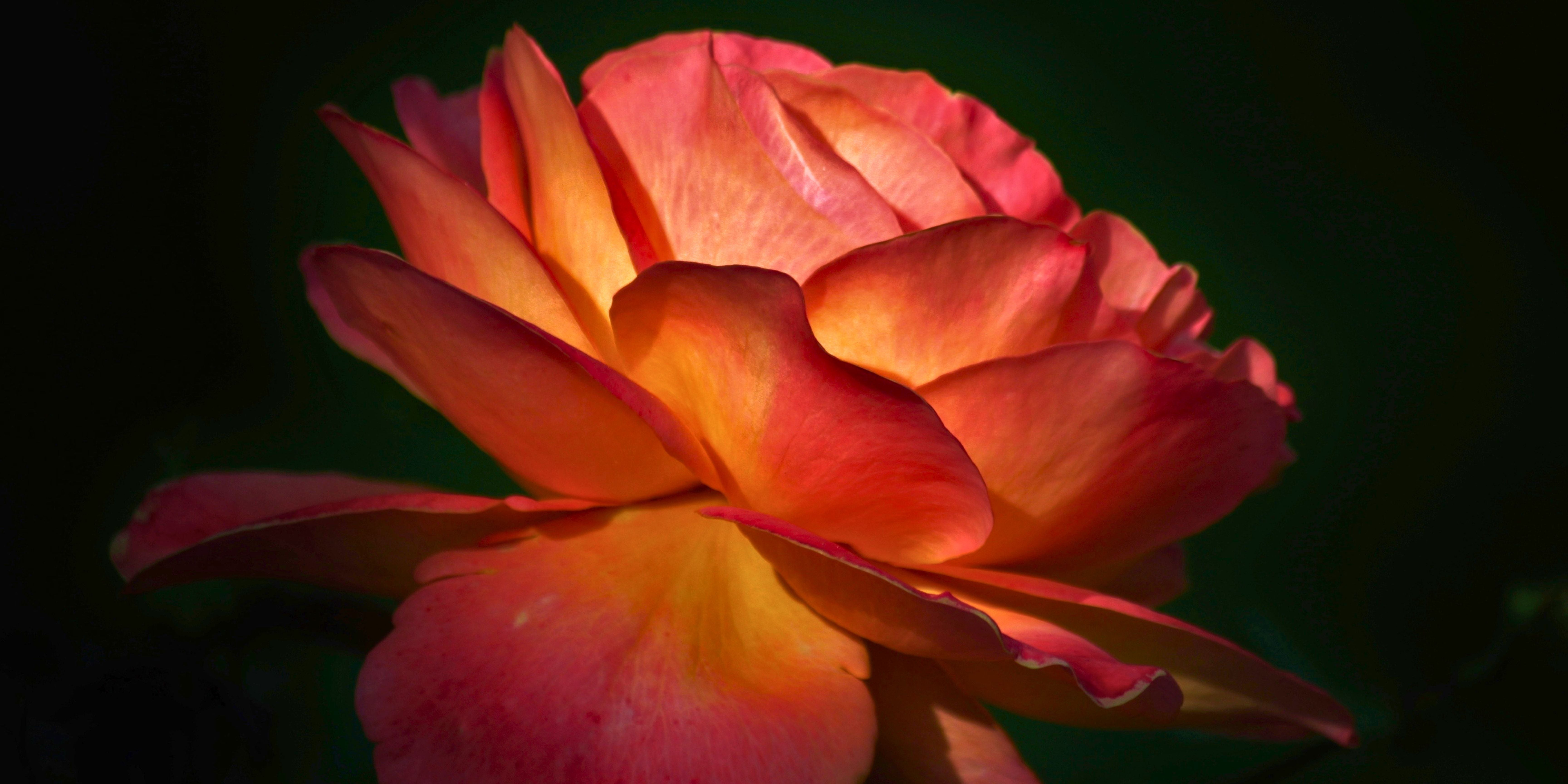Rosehip Seed Oil for Skin: Inside the Luxury Face Oil