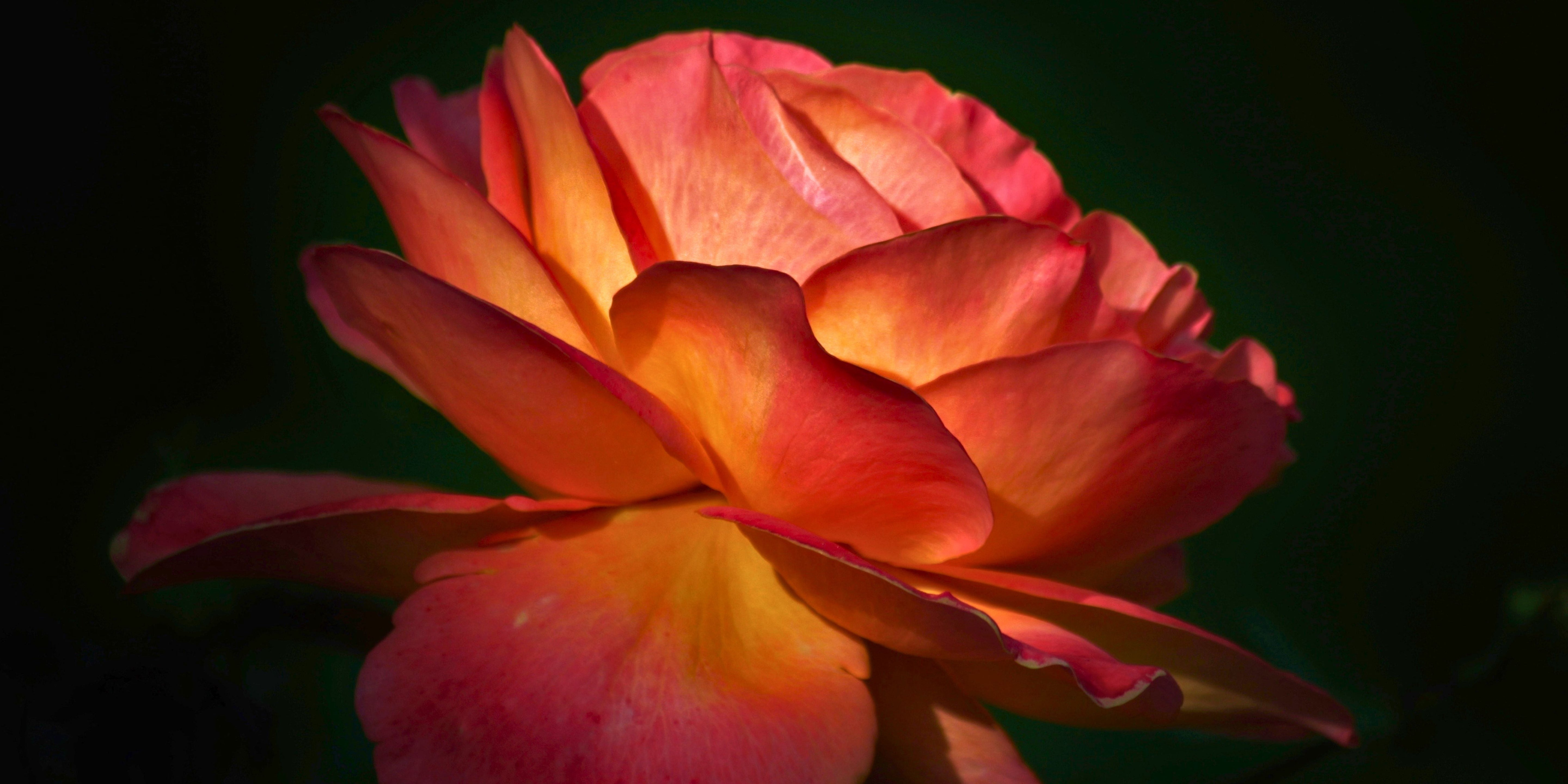 Rosehip Seed Oil for Skin: Inside the Luxury Face Oil